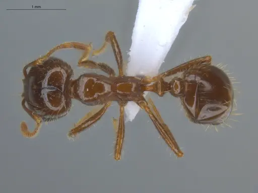 Solenopsis geminata specimen ECOFOG-BUG-0090-03 image ecofog-bug-0090-03_1