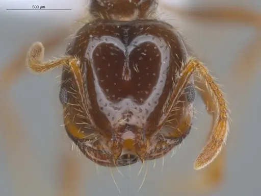 Solenopsis geminata specimen ECOFOG-BUG-0090-03 image ecofog-bug-0090-03_2