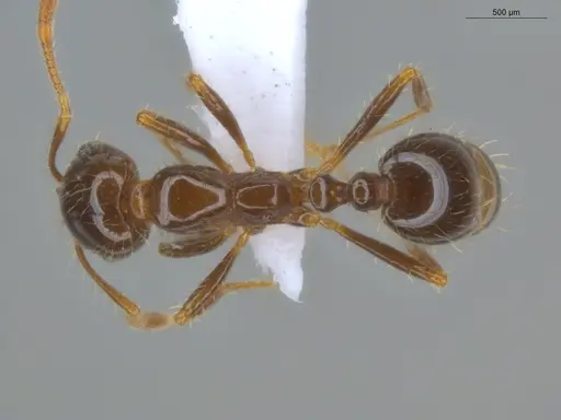 Solenopsis geminata specimen ECOFOG-BUG-0114-03 image ecofog-bug-0114-03_1