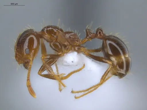 Solenopsis geminata specimen ECOFOG-BUG-0114-03 image ecofog-bug-0114-03_3
