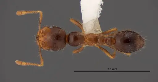 Solenopsis geminata specimen FMNHINS0000078513 image fmnhins0000078513_1