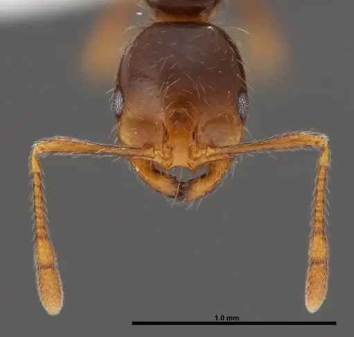 Solenopsis geminata specimen FMNHINS0000078513 image fmnhins0000078513_2