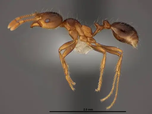 Solenopsis geminata specimen FMNHINS0000078513 image fmnhins0000078513_3