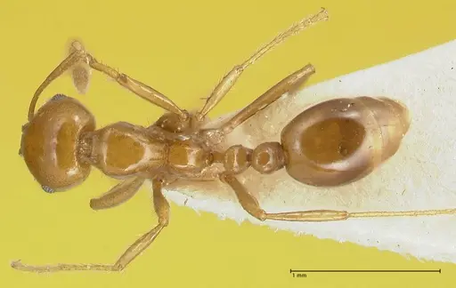 Solenopsis geminata specimen FOCOL1879 image focol1879_1