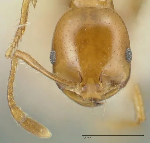 Solenopsis geminata specimen FOCOL1879 image focol1879_2