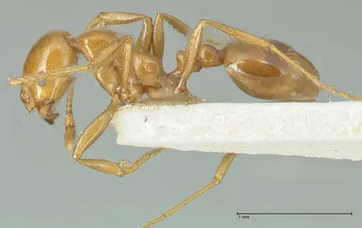 Solenopsis geminata specimen FOCOL1879 image focol1879_3