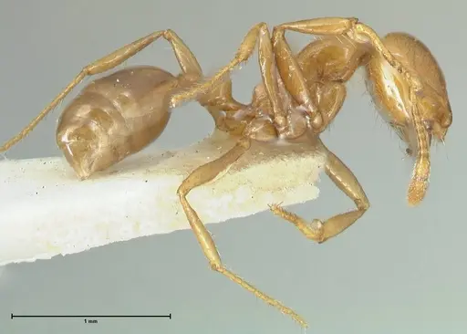 Solenopsis geminata specimen FOCOL1879 image focol1879_4
