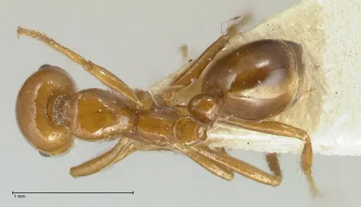 Solenopsis geminata specimen FOCOL1880 image focol1880_1