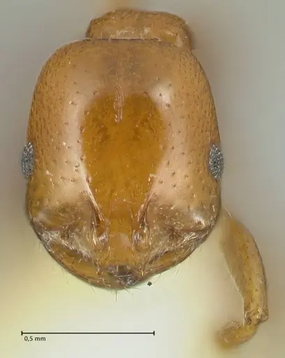 Solenopsis geminata specimen FOCOL1880 image focol1880_2
