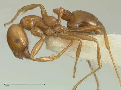 Solenopsis geminata specimen FOCOL1880 image focol1880_3