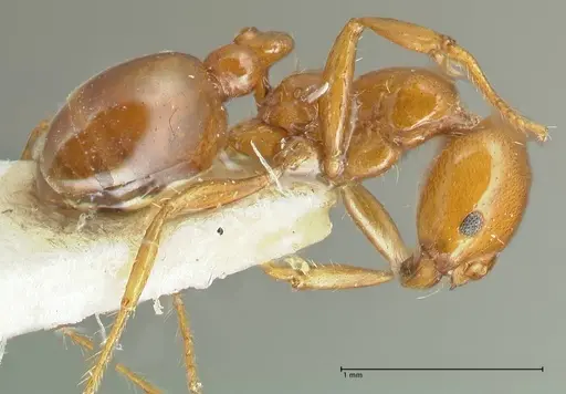 Solenopsis geminata specimen FOCOL1880 image focol1880_4