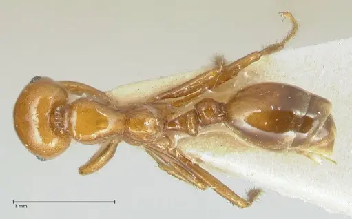 Solenopsis geminata specimen FOCOL1881 image focol1881_1