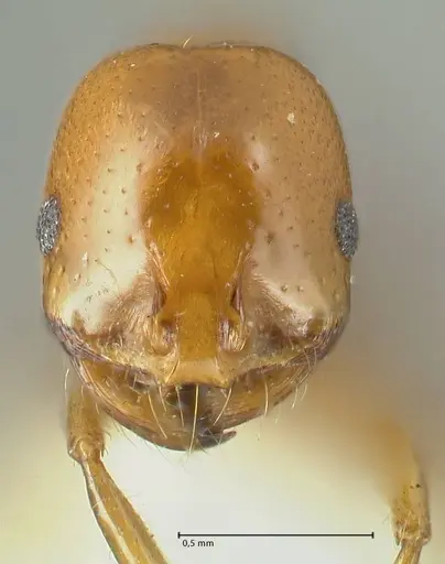 Solenopsis geminata specimen FOCOL1881 image focol1881_2