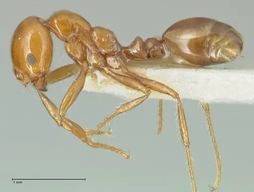 Solenopsis geminata specimen FOCOL1881 image focol1881_3