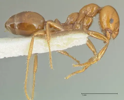 Solenopsis geminata specimen FOCOL1881 image focol1881_4