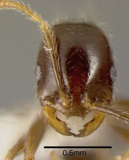 Solenopsis geminata specimen INBIOCRI001283325 image inbiocri001283325_1