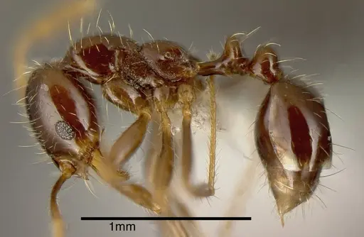 Solenopsis geminata specimen INBIOCRI001283325 image inbiocri001283325_2