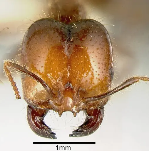 Solenopsis geminata specimen JTLC000004501 image jtlc000004501_1