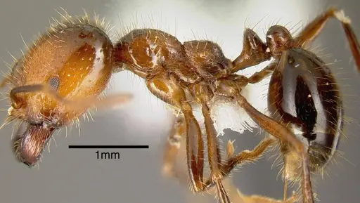 Solenopsis geminata specimen JTLC000004501 image jtlc000004501_2
