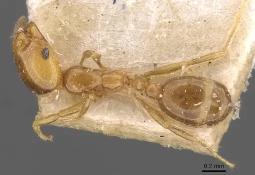 Solenopsis gensterblumi specimen CASENT0908809 image casent0908809_1