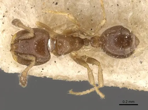 Solenopsis gensterblumi specimen CASENT0908845 image casent0908845_1