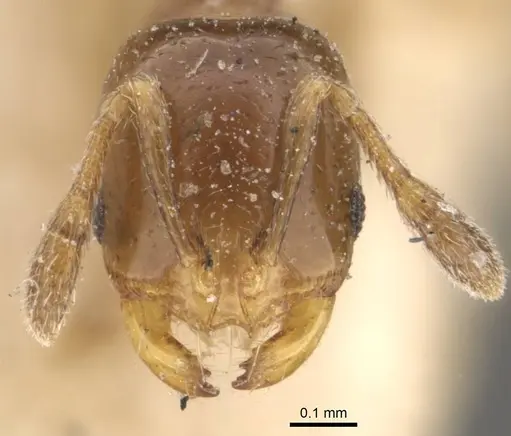 Solenopsis gensterblumi specimen CASENT0908845 image casent0908845_2
