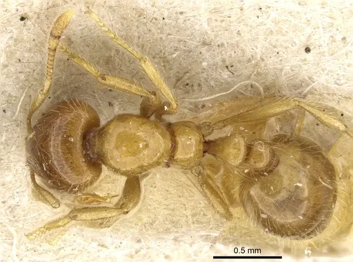 Solenopsis germaini specimen CASENT0904632 image casent0904632_1