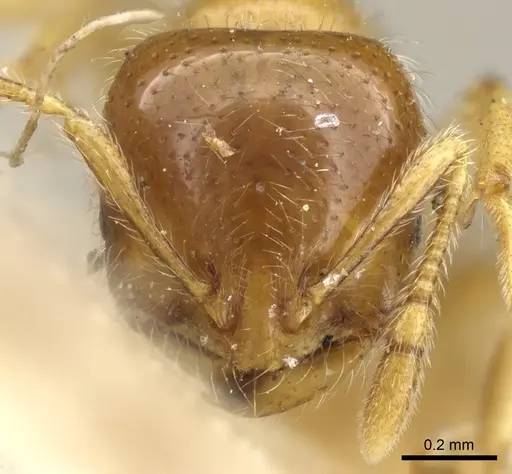Solenopsis germaini specimen CASENT0904632 image casent0904632_2