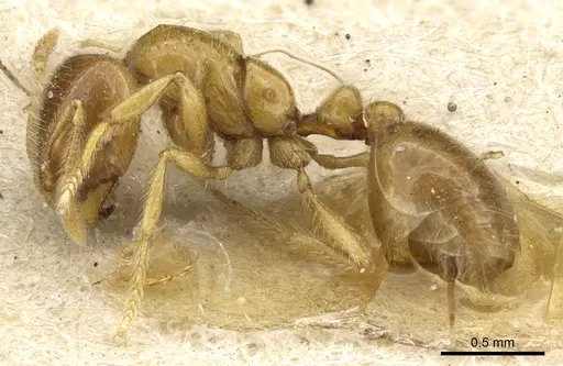 Solenopsis germaini specimen CASENT0904632 image casent0904632_3