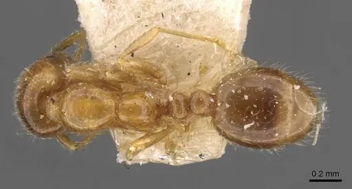 Solenopsis germaini specimen CASENT0908795 image casent0908795_1