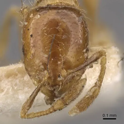 Solenopsis germaini specimen CASENT0908795 image casent0908795_2