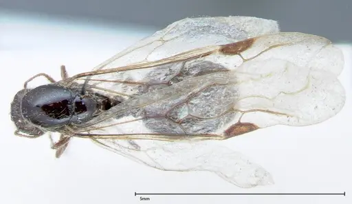 Solenopsis germaini specimen FOCOL0043 image focol0043_1