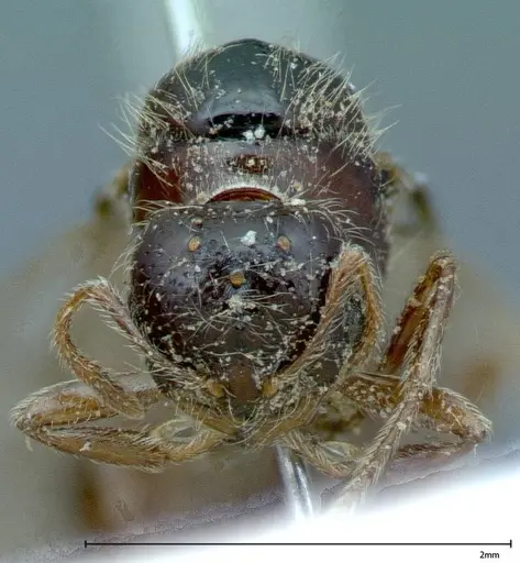 Solenopsis germaini specimen FOCOL0043 image focol0043_2
