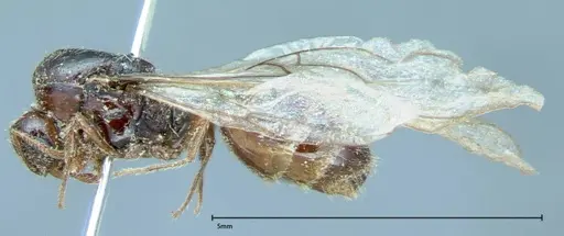 Solenopsis germaini specimen FOCOL0043 image focol0043_3