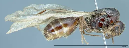 Solenopsis germaini specimen FOCOL0043 image focol0043_4