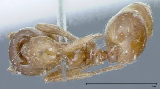 Solenopsis germaini specimen FOCOL0044 image focol0044_1
