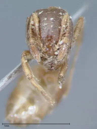 Solenopsis germaini specimen FOCOL0044 image focol0044_2