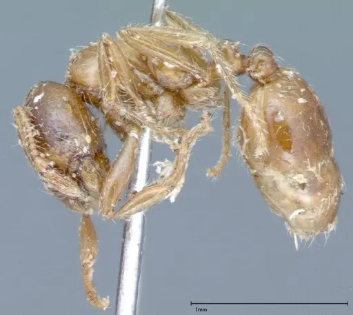 Solenopsis germaini specimen FOCOL0044 image focol0044_3