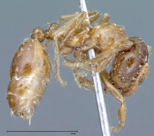 Solenopsis germaini specimen FOCOL0044 image focol0044_4