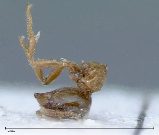Solenopsis germaini specimen FOCOL0045 image focol0045_1