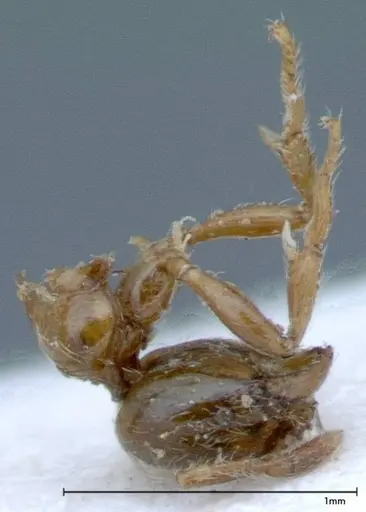 Solenopsis germaini specimen FOCOL0045 image focol0045_2