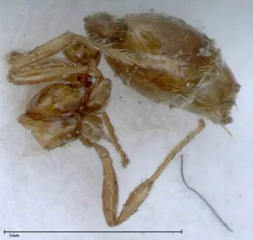 Solenopsis germaini specimen FOCOL0045 image focol0045_3
