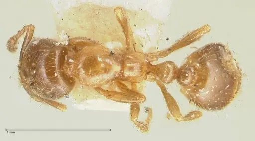 Solenopsis germaini specimen FOCOL1882 image focol1882_1