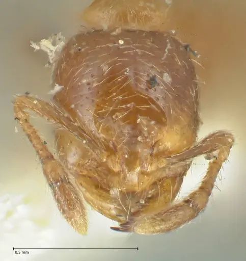 Solenopsis germaini specimen FOCOL1882 image focol1882_2
