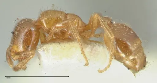 Solenopsis germaini specimen FOCOL1882 image focol1882_3