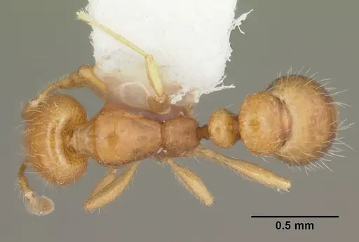 Solenopsis globularia specimen CASENT0104501 image casent0104501_1