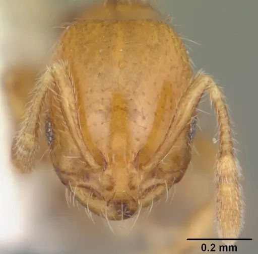 Solenopsis globularia specimen CASENT0104501 image casent0104501_2