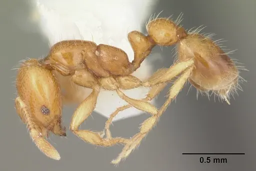 Solenopsis globularia specimen CASENT0104501 image casent0104501_3