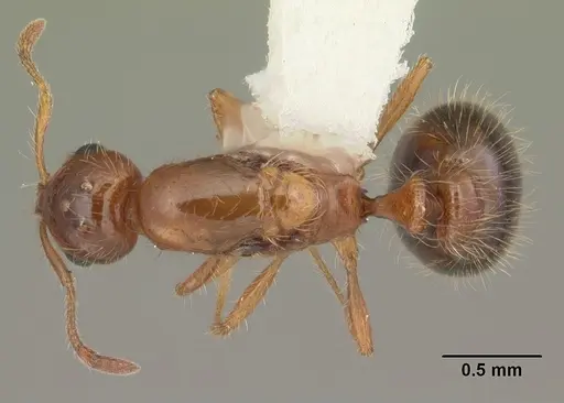 Solenopsis globularia specimen CASENT0104502 image casent0104502_1