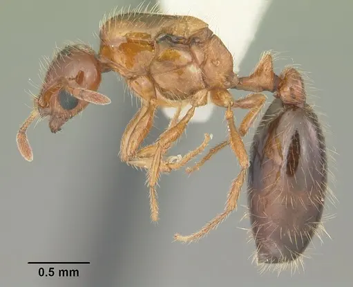 Solenopsis globularia specimen CASENT0104502 image casent0104502_3